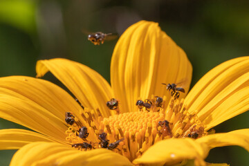  blooming yellow mexican sunflower