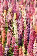 鹿沼市花木センターのルピナス（栃木県鹿沼市、4月撮影）