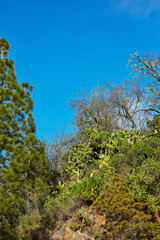 Green and lush forest on the Island of La Palma, Canary islands in Spain. Landscape view of trees and bushes on an exotic and tropical travel destination. Bushes and greenery in a deserted woods