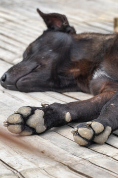 an unic dog paw during dog resting time