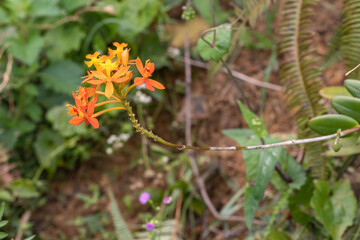 beautiful wild orchid in the junggle