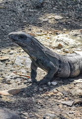 Fototapeta premium Iguana on ground Tulum ruins Mayan site temple pyramids Mexico.