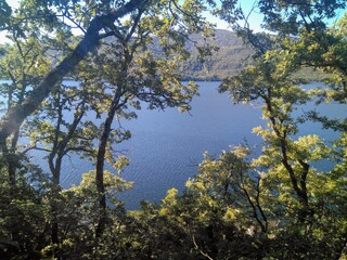 Window of Trees over the Lake