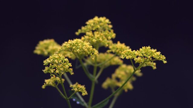 Tokyo,Japan - July 17, 2022: Closeup of Patrinia scabiosifolia or Ominaeshi
