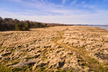 Wet landscape with brown grass near a forest with a blue sky and copy space. Peaceful and scenic view of a swamp or marshland with a footpath on a summer afternoon. Marsh at a damp field or riverbank