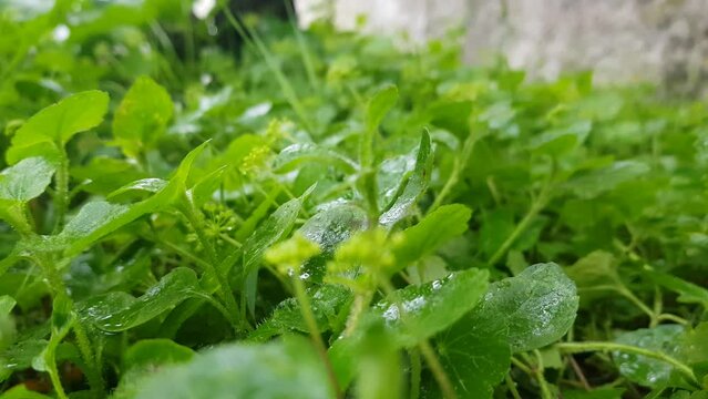 Lluvia en el jard&iacute;n, plantas mojadas, llovizna