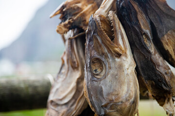 Dried cod fish heads hang in nature in Norway