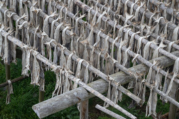 Close-up of dried cod fish