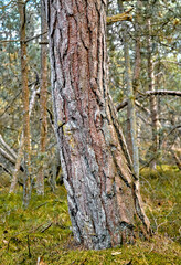 A big old tree trunk in a forest. The woods surrounded by lots of green dry grass, branches, twigs in an empty, eco friendly environment in summer. Wild nature landscape with wood textures