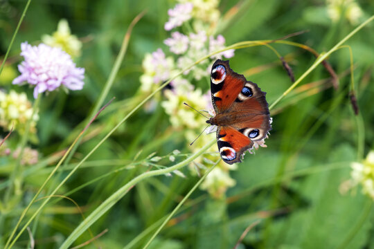 European Peacock Butterfly ( Aglais Io ) in its natural Environment in European Julian Alps - Triglav National Park Slovenia