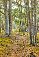Secret and mysterious pathway in the countryside leading to a magical forest where adventure awaits. Quiet scenery with a hidden path surrounded by trees, shrubs and grass in Denmark during spring