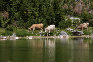 Dairy Cows on Free Range Pasture in Julian Alps near an Alpine Lake - Duplje Lake Julian Alps Slovenia