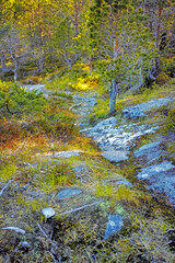 Colorful landscape of a rocky forest with lush green trees growing on a summer day. Peaceful and scenic view of the outdoors or a thriving ecosystem. Vibrant nature in the woods during spring