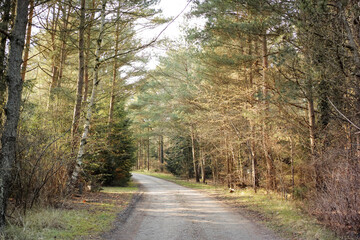 Fototapeta na wymiar A road through a dry forest with tall lush green trees on a sunny summer afternoon. Peaceful and scenic landscape with a gravel path in the woods and sunlight shining on a spring day