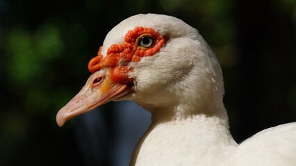 White Muscovy duck in the morning sun. Blur background. Focus is selected on the eye