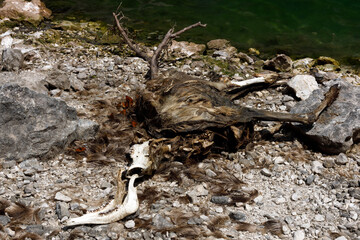 Carcass of Deer in Advanced Decomposition on the beach of an Alpine Lake - Triglav National Park Slovenia