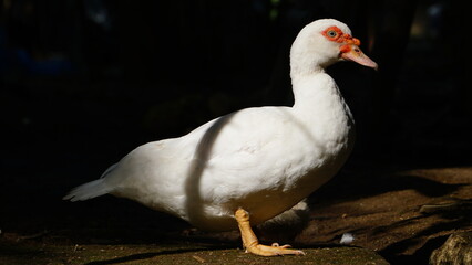 White Muscovy duck in the morning sun. Black background. Focus selected