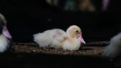 Little Muscovy duck in the morning sun. Black background. Focus selected