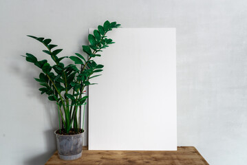 White frame with space for writing on a table with a flower in a pot. Zamioculcas on the table.