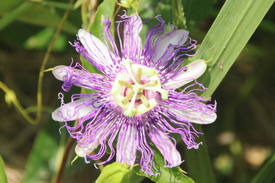 Closeup view of a passion flower or maypop during the daytime hours