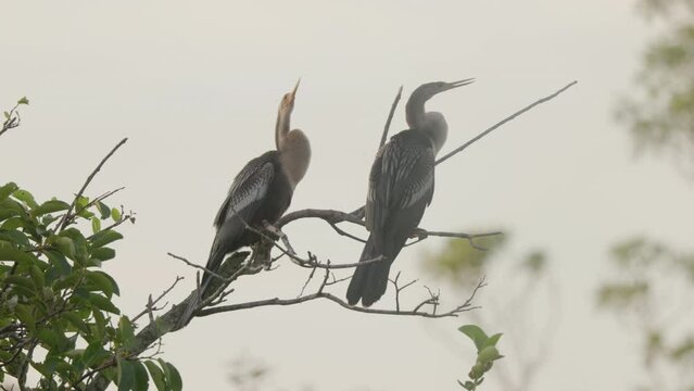 a sunrise shot two anhinga birds perching in a tree at everglades national park in florida, usa