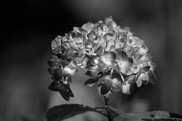Hydrangea in black and white