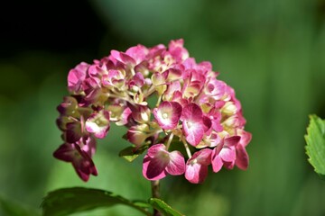 close up of a pink Hydrangea