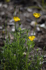 yellow flowers