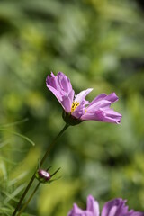 pink flower in the garden