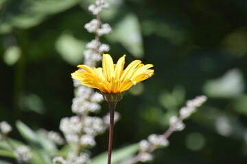 yellow flower in the garden