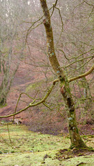 Old leafless trees in a forest in early winter. Wild nature landscape of a tree trunk and branches covered in moss or lichen in a green eco friendly environment during the cold season