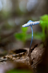 Toadstool mushroom. Hallucinogenic mushroom grows in the forest.