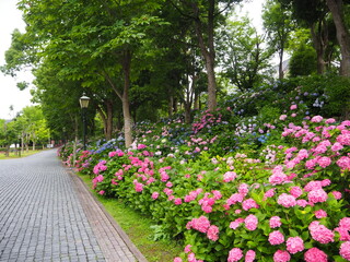 the beautiful hydrangeas in Japan