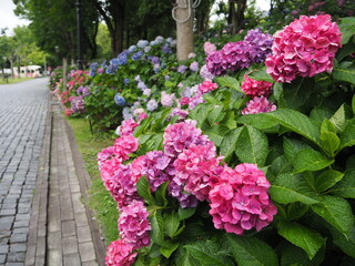 the beautiful hydrangeas in Japan