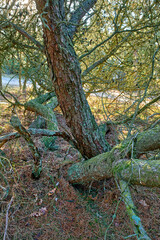 Tangled pine trees in a forest. Nature landscape of old tree trunks covered in moss or lichen with lots of branches, twigs and vines growing freely in a wild ecological environment