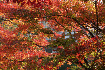 秋の大原周辺の風景