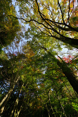 秋の大原周辺の風景
