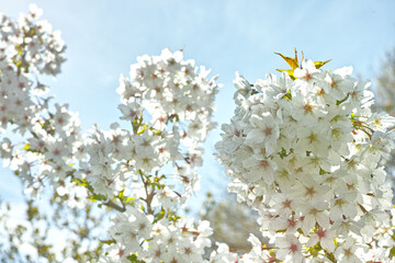 Below view of mirabelle plum blooming and flowering in the spring season. Plant life in its natural habitat and environment. Prunus domestica L. against the background of a clear blue sky in summer