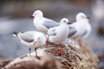 Seagulls sitting on an old sea pier by the harbor. The European herring gull looking for food by the seaside on the beach railing. Closeup of a birds looking out to the ocean on the coastline