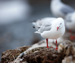 Closeup of a cute seagull standing on a rock or natural wall at the beach in its natural habitat or environment. An adorable white bird or animal at the sea on a grey and cold day with copy space