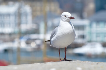 Closeup of a seagull isolated against a bokeh background with copy space. Full length of a white bird standing alone by a coastal city dock. Birdwatching migratory avian wildlife in search for food