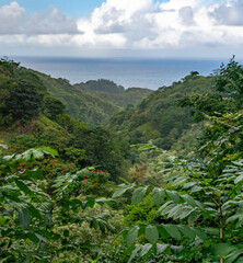 Fototapeta na wymiar Tropical Rainforest