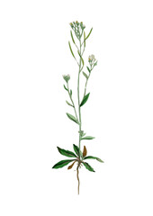 Fototapeta na wymiar Flower with root. Watercolor illustration
