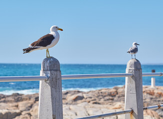 Two seagulls perched on a barrier on the promenade by the harbour with copy space. Full length of white birds standing alone by a coastal city dock. Avian animals on the coast with a sea background