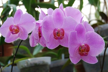 pink orchid flower