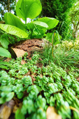 Closeup of tropical plants in the forest. Nature background of green leaves and floral growth outside. Various flora, fauna and foliage growing in their natural habitat, ecosystem or environment