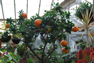 oranges on tree