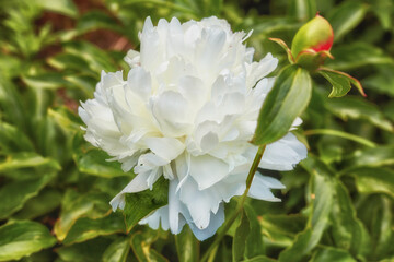 Peony shirley temple or paeonia lactiflora growing in a green backyard or garden against a nature background. Beautiful flowering plants flourishing, blossoming and blooming in a park during spring © SteenoWac/peopleimages.com