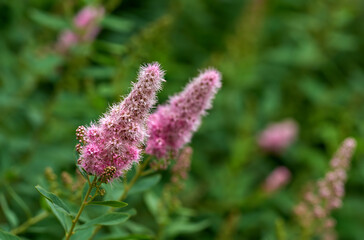 Closeup of a pink smartweed flower growing in a garden with blur background copy space. Beautiful outdoor water knotweed flowering pant with a longroot and leaves flourishing in a nature environment