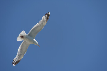 Common Gull, Larus canus, in flight at Brighton